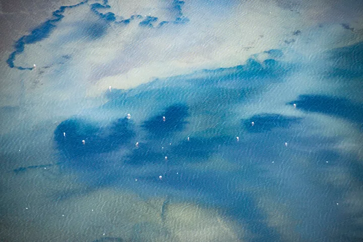 Étang de Camargue vu du ciel, nuées d'oiseaux sur l'eau bleue