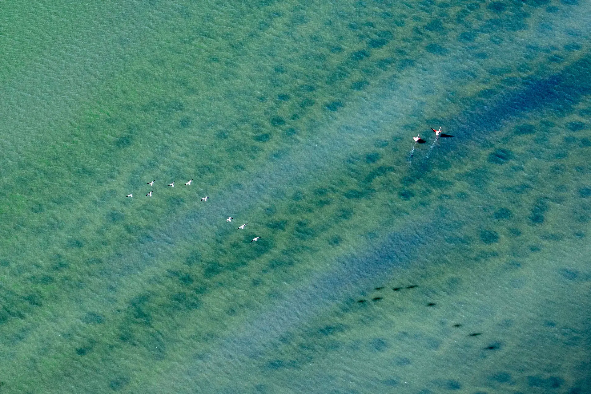 Eaux vertes de Camargue et quelques oiseaux, vues du ciel