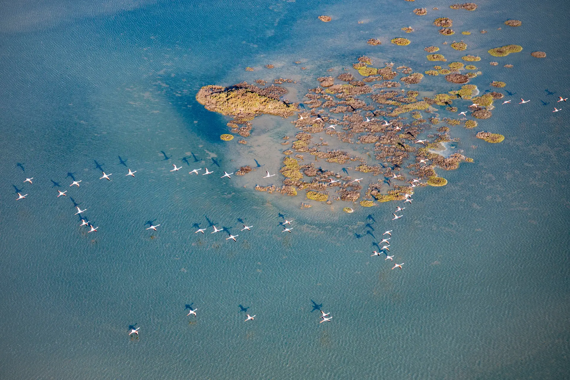Vol de flamants au-dessus d'un étang de Camargue, vu du ciel